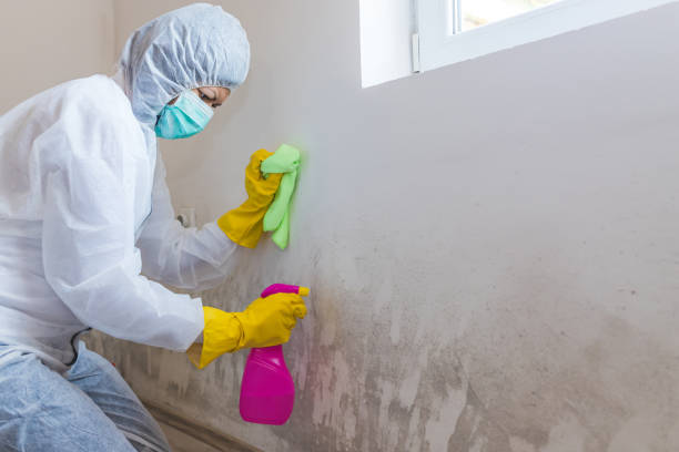 Best Mold Documentation for Insurance Claims  in USA